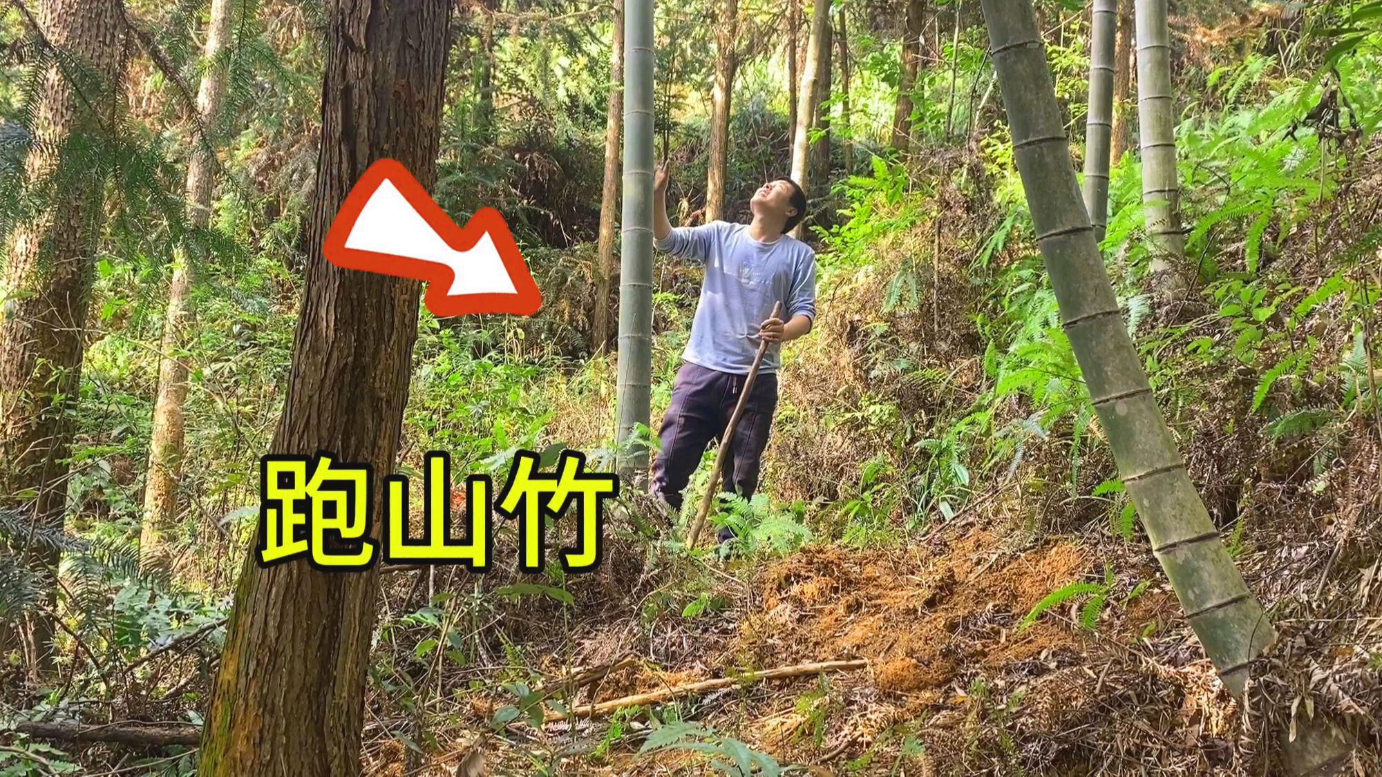 跑山是什么意思(跑山是什么意思粤语)